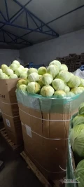 Sprzedam kapustę białą odmiany Zenon, kaliber 1-3 kg po obraniu. Naszykowane 24 karton box do samodzielnego obrania. Zainteresowanych...