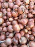 Sprzedam cebulę 35-50 mm zdrową czystą nie fazor 