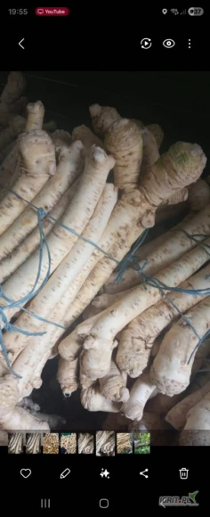 Kupie chrzan polski klasy pierwszej. 

Cena 6zl kg

Oraz sadzonka:

Cena 4zl 

 

 