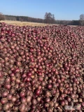 Sprzedam cebulę na worek lub luz odmiana Red Tide 