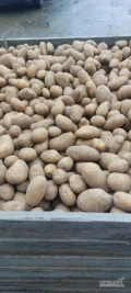 Sprzedam ziemniaki jadalne odm.