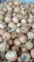 Cebula ŻÓŁTA na pakowanie i obieranie ,import ,ilości tirowe ,dostawa do klienta ,cała Polska ,co tydzień nowe oferty...