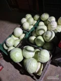 Sprzedam kapustę białą główki 1-4,5kg odmiana zimowa Longma. 