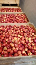 Sprzedam Prince średniak oraz Red Del. średniak za wagę lub naszykuję w karton.