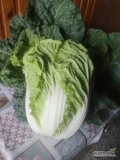 Sprzedam kapustę pekińską od 0.7 kg do 1.8 kg. Cena 2.8 zł za kg albo 4 zł sztuka. Ilości hurtowe. 