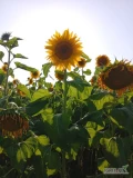 Sprzedam słonecznik     kwiat 