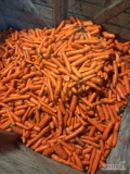 Sprzedam odpad z mytej marchwii około 4 ton