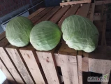 Sprzedam kapustę białą kaliber handlowy zdrowa wysoka jakość mam gołąbkową oraz twarde odmiany 
