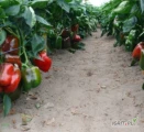 pepper -capsicum
