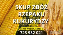Kupię kukurydzę mokra oraz suchą,możliwość odbioru naszym transportem albo dostarczona do 28-160 Wiślica Górki 6 