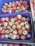 Sprzedam jabłko Sanders 70 skrzynek 