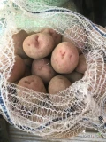 Sprzedam czerwone ziemniaki Rudolph (biały miąższ). Posiadam około 10 ton. Pakowane w worki po 15 kg na palety. 