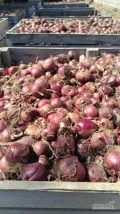Sprzedam czerwoną cebule ilosć 9t