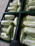 Sprzedam kapustę pekińską 0.5.-2kg