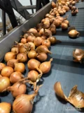 Sprzedam cebulę żółta kaliber 4-5/5-7/7+ worek 10/15 kg bigbag ilości tirowe i paletowe 