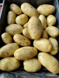 Sprzedam Ziemniaki żółte PRADA 5+ big bag lub luz  ilości tirowe 