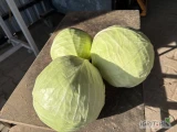 Sprzedam kapustę marketową w kalibrze 1,5-3,5 kg 