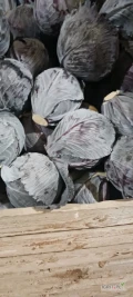 Sprzedam kapustę czerwoną na market 0.8-2,5kg z nalotem najwyższej jakości. 