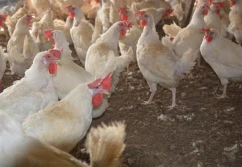 Już 1,7 miliona sztuk drobiu w ogniskach rzekomego pomoru