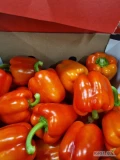 SPRZEDAM PAPRYKA CZERWONA NIDERLANDY KALIBER 80-100.CENA DO UZGODNIENIA PROMOCJA. PROSZOWICE MAŁOPOLSKIE. 