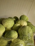 SPRZEDAM KAPUSTĘ WŁOSKĄ POCHODZENIE POLSKA KONTAKT 518 608 411 