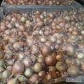 Sprzedam cebulę na wysadkę lub obieranie , może być sortowana , cebula nie fazorowana , odmiany polskie , luz lub worek , cena za luz...