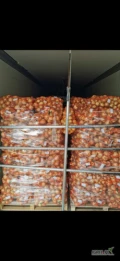 Cebula młoda, bezpośrednio od producenta w Macedonii. Świetna jakość. Dostępne duże ilości. GG. Organizujemy transport. 