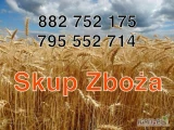 Skup zboża pszenicy, pszenżyto, żyta i jęczmienia. Odbiór z gospodarstwa. Płatne szybkim przelewem na załadunku.