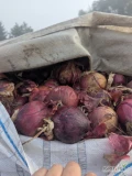 Sprzedam cebulę czerwoną na obieranie gruba-zdrowa opakowanie big-bag.okolice ciechocinka