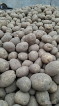 Sprzedam ziemniaki jadalne odmiany Colomba. Kopane na bieżąco, zdrowe i duże. Proszę o kontakt pod numer telefonu 515986875, gdybym nie...