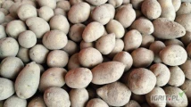 Sprzedam ziemniaki drobne Gala, kaliber 30-45mm. Ilosci tirowe.