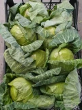 Sprzedam kapustę młodą kraj pochodzenia Macedonia 