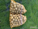 Sprzedam ziemniaki odmiana dener . Naszykuje 50-200 worków dziennie zapraszam do kontaktu 