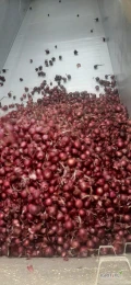 Cebula CZERWONA do obierania ,import ,ilości tirowe ,dostawa do klienta,cała Polska ,co tydzień nowe oferty ,dostępne cały rok ,...