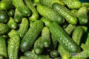 Kupię ogórki 9-12 cm oraz 12+
