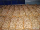 Sprzedam ziemniaki odmian żółtych Soraya Queen Anna tajfun magnolia denar 