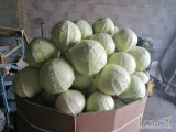 Sprzedam kapuste białą 3-5kg op do uzg Mozliwy transport