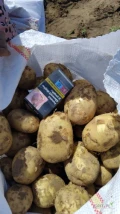 Sprzedam młode ziemniaki od +50 worki 30 kg pod zamówienie 
