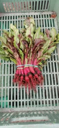 Witam. Mam na sprzedaż duże ilości szczawiu i botwinki . Zapraszam do zakupu nowalijki. Zapraszam do kontaktu tel 723632986 / 725763656