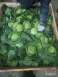 Witam sprzedam kapustę włoska na włoszczyznę tzw.tacki kaliber od 0,5-1kg zapraszam do zakupu 