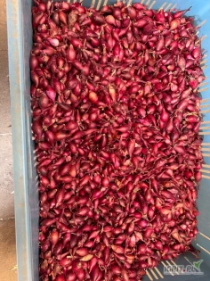 Sprzedam Cebulę Dymkę , sadzonka z paszportami od

sprawdzonych producentów holenderskich.

Dymka Żółta 

Sturon kalibry: 10/14 i 14/17 cena 8zł/kg 

Setton kalibry: 10/14 i 14/17 cena 9zł/kg

Rumba kalibry 10/14 i 14/17 cena 8 zł/kg 

Cupido kalibry:10/14 i 14/17 cena 9zł/kg

Contado kalibry:10/14 i 14/17 cena 10zł/kg

Preset kalibry:10/14 i 14/17 cena 10zł/kg

Dymka Czerwona:

Red Barron kalibry:10/14 ,14/17 i 14/21 cena 10zł/kg

Romy kalibry 10/14 i 14/17 cena 10zł/kg

Dymka Biała:

Snowball kaliber:10/14 i 14/21 cena10zł/kg

 

 