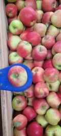 Sprzedam Jabłka odmiany Sisi Red za wagę w skrzyni ok. 65 skrzyniopalet. 