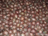 Sprzedam cebulę drobną kaliber do 45 mm