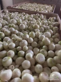 Sprzedam cebulę obraną na biało
