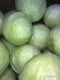 Sprzedam kapustę biała marketową kaliber 1-5 towar jak na Zdj 