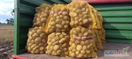 Ziemniaki Michalina, Queen Anna, Jurek, Noblesse, z jasnej ziemi, worek 15kg, big bag, cena zależna od ilości i opakowania. Zapraszam 