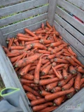 Sprzedam marchew, kaliber 3+ 