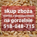 Kupię zboże na gorzelnie. Gotówka. Odbiór z gospodarstwa 