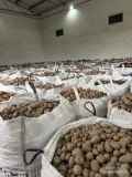 Sprzedam ziemniaki odmiany Queen Anna, lili, Soraya około 300 ton opakowanie big bag więcej informacji pod tel