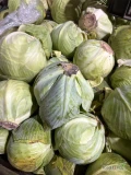 Sprzedam Kapustę biała . Kaliber 1-3kg jakość marketowa . 